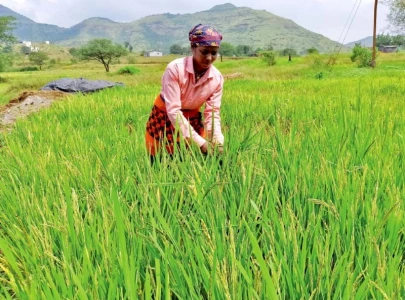 india rice export ban puts market on edge india rice export ban puts market on edge