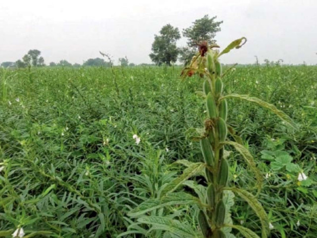 the seed shaping health and agriculture the seed shaping health and agriculture
