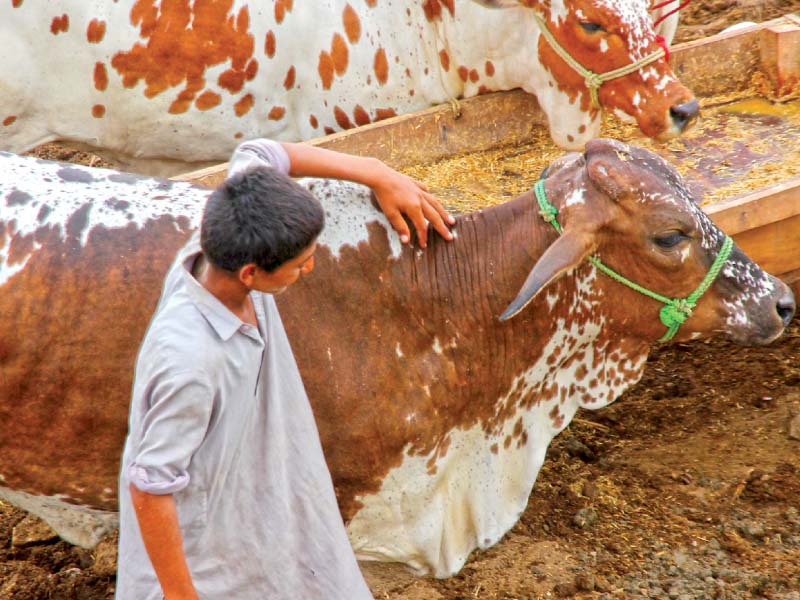 at present 40 000 animals have reached the market near superhighway while around 250 000 are expected to arrive in the next couple of weeks photo athar khan express