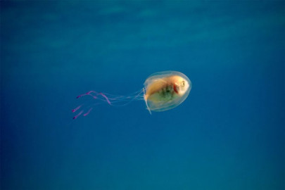 ocean care overfishing leading to surge in jellyfish population