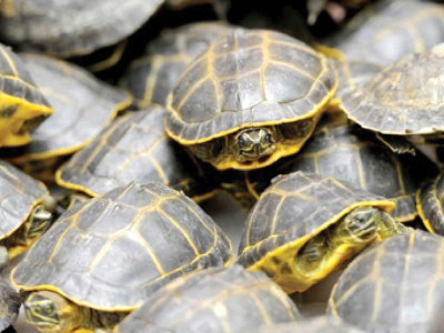 govt to stamp out illegal wildlife trade govt to stamp out illegal wildlife trade