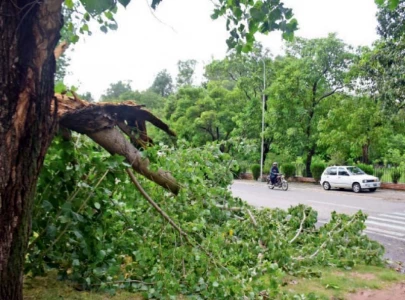 shisham trees face threat of extinction shisham trees face threat of extinction