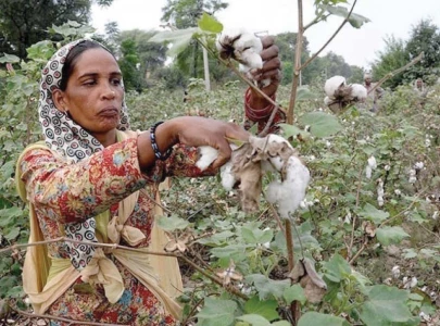 record cotton production lifts textiles record cotton production lifts textiles