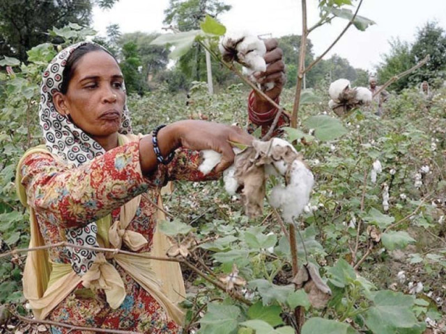 record cotton production lifts textiles record cotton production lifts textiles