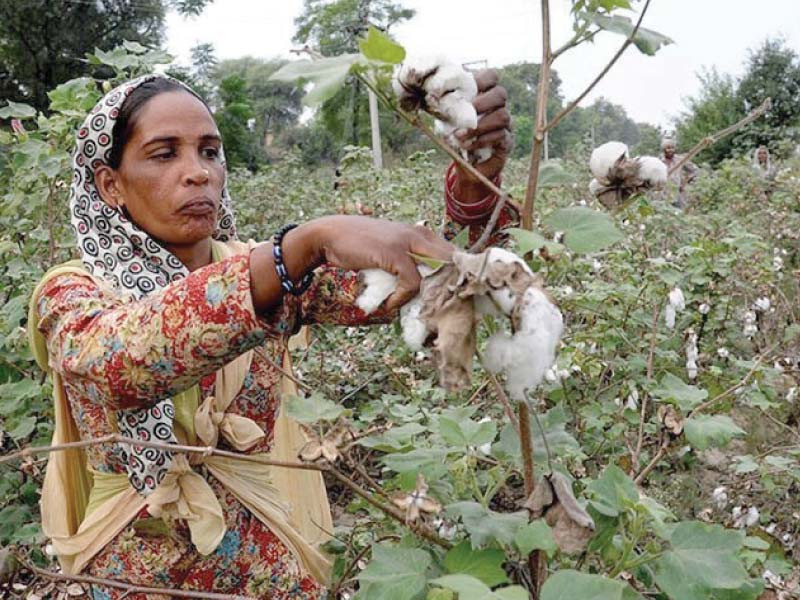 the pakistan cotton ginners association reported on monday that the commodity output had stood at 2 18 million bales this time last year photo afp