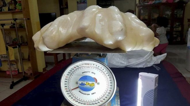 philippine officials believe they may have recovered the biggest natural giant clam pearl in the world   weighing a whopping 34kg 5 2 stone photo afp