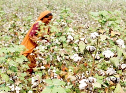women peasants in rural sindh face multiple challenges