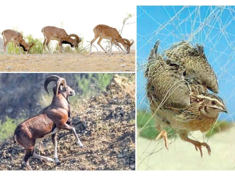 multiple species of animals and birds across punjab remain the targets of poachers and illegal hunters photos express
