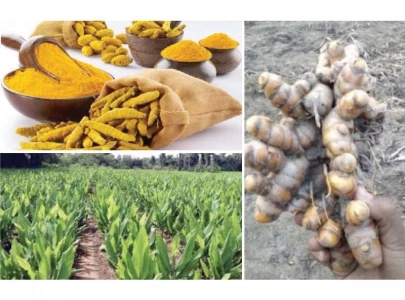 kanganpur boasts country s biggest turmeric market