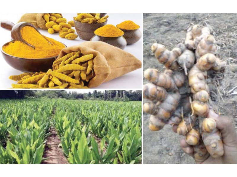 production of turmeric a healthy spice used in traditional meals has skyrocketed in kasur photos express