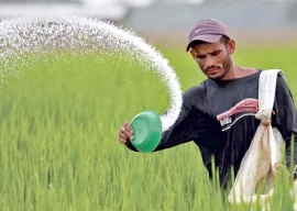 fertiliser subsidy issue lands in sifc