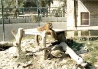 tigers like those at bahawalpur zoo are deadly carnivores photo express