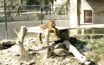 bahawalpur zoo in a shambles probe ordered