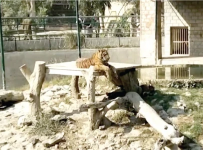 father of zoo victim says son was not an addict