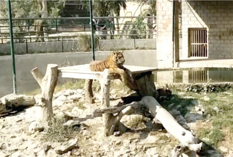 tigers like those at bahawalpur zoo are deadly carnivores photo express