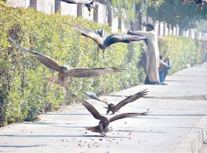 controversy erupts as mc calls for shooting kites controversy erupts as mc calls for shooting kites