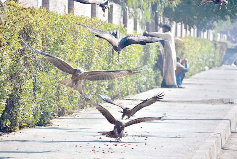 city authorities have put bounties on eagles photo express