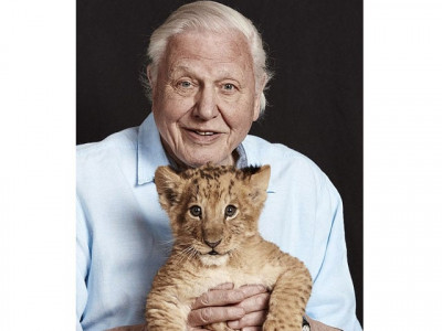 mini australian lion named for david attenborough