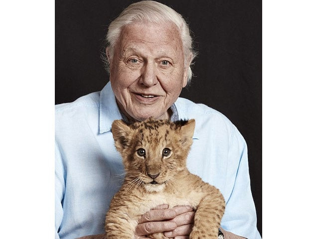 david attenborough poses with a lion cub for a radio times edition photo courtesy radio times david attenborough poses with a lion cub for a radio times edition photo courtesy radio times