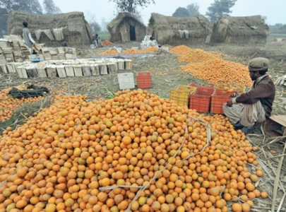 kinnow exports projected to decline by 50