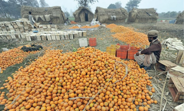 pfva patron in chief says a few years ago pakistan earned 220 million from the export of 450 000 tonnes of kinnow this year the export of kinnow is expected to fall to 150 000 to 275 000 tonnes yielding hardly 100 million photo afp pfva patron in chief says a few years ago pakistan earned 220 million from the export of 450 000 tonnes of kinnow this year the export of kinnow is expected to fall to 150 000 to 275 000 tonnes yielding hardly 100 million photo afp