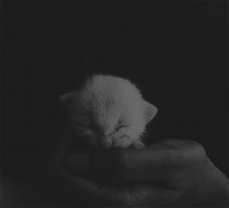 22 adorable pictures of pets that will melt your heart 22 adorable pictures of pets that will melt your heart