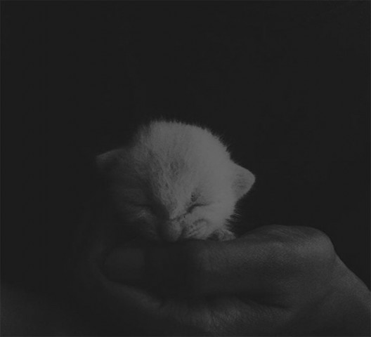 a new born kitten is held in the palm of its owner photo shayannav a new born kitten is held in the palm of its owner photo shayannav