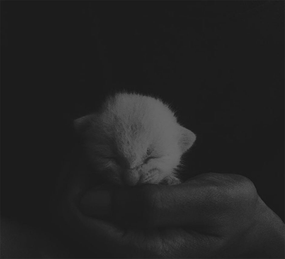 a new born kitten is held in the palm of its owner photo shayannav