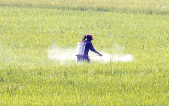 the government of punjab conveyed that it would lift imported urea by sharing subsidy with the federal government at a ratio of 50 50 photo file the government of punjab conveyed that it would lift imported urea by sharing subsidy with the federal government at a ratio of 50 50 photo file