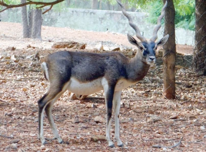 disappearance of rare black deer shrouded in mystery