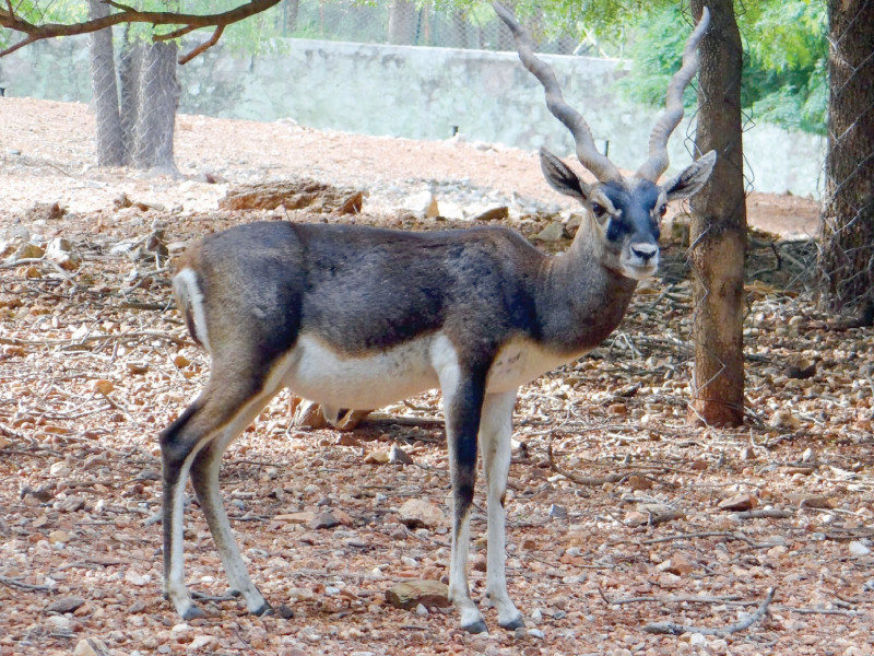 the administration found three black deer in fields photo file