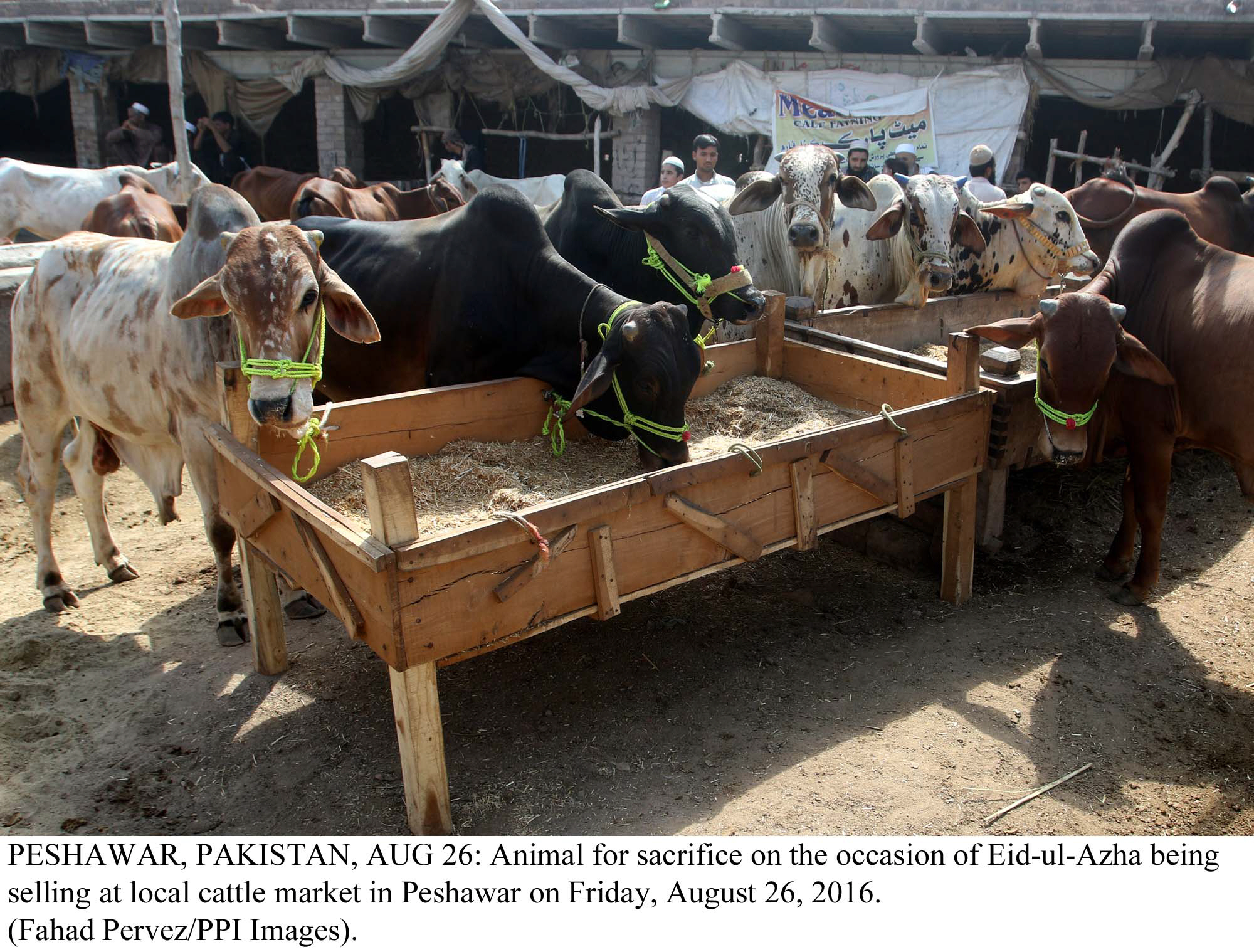 a total 86 patients were brought to the isolation ward of fatima jinnah chest and tb hospital out of whom 22 were tested positive photo ppi