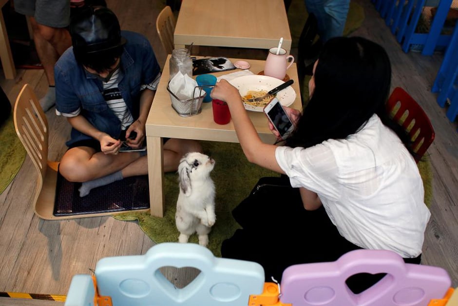 a rabbit looks at a customer at the first rabbit cafe in hong kong china hong kong opened its first rabbit cafe despite warnings from vets that it could put stress on the animals photo reuters