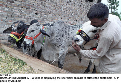 congo fever who representative calls for stringent precautions congo fever who representative calls for stringent precautions