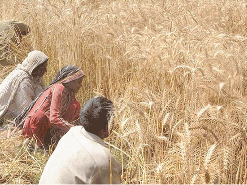 at the time of arrival of the new crop the country would be left with stocks of 3 3 million tons which could meet its needs without any additional imports the food ministry told the ecc photo afp