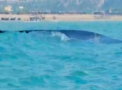 giant blue whale sighted off gadani