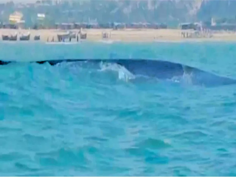 giant blue whale sighted off gadani giant blue whale sighted off gadani