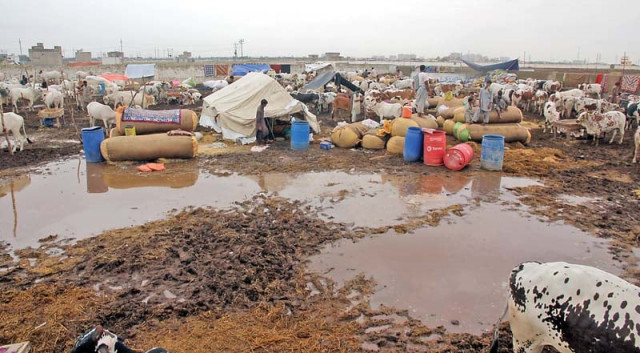 cattle traders at the sohrab goth cattle market are in a dilemma their tents have fallen down and their cattle are vulnerable to disease but no one from the administration is helping them despite claims to the contrary photo athar khan express cattle traders at the sohrab goth cattle market are in a dilemma their tents have fallen down and their cattle are vulnerable to disease but no one from the administration is helping them despite claims to the contrary photo athar khan express