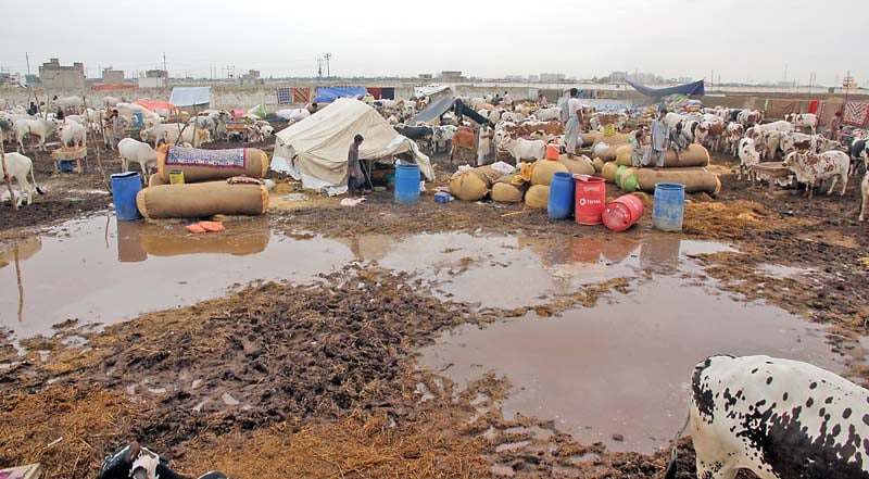 cattle traders at the sohrab goth cattle market are in a dilemma their tents have fallen down and their cattle are vulnerable to disease but no one from the administration is helping them despite claims to the contrary photo athar khan express