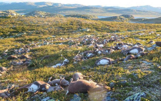 some 323 wild reindeer lie dead after being struck by lightning on a hill side on hardangervidda mountain plateau in southern norway on august 27 2016 photo afp some 323 wild reindeer lie dead after being struck by lightning on a hill side on hardangervidda mountain plateau in southern norway on august 27 2016 photo afp