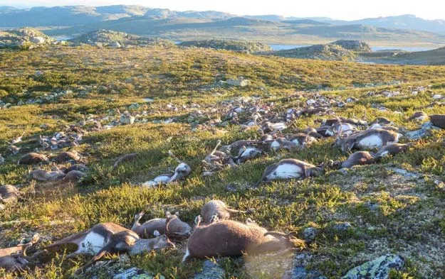 some 323 wild reindeer lie dead after being struck by lightning on a hill side on hardangervidda mountain plateau in southern norway on august 27 2016 photo afp some 323 wild reindeer lie dead after being struck by lightning on a hill side on hardangervidda mountain plateau in southern norway on august 27 2016 photo afp