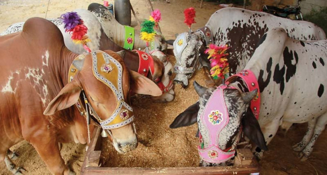 animals at the cattle market are vulnerable to congo virus but people are either unaware or uncaring of the problem precautions must be taken to prevent buyers from getting infected with the disease photo athar khan express animals at the cattle market are vulnerable to congo virus but people are either unaware or uncaring of the problem precautions must be taken to prevent buyers from getting infected with the disease photo athar khan express