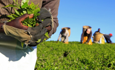 a woman picks tea leaves at a plantation photo reuters