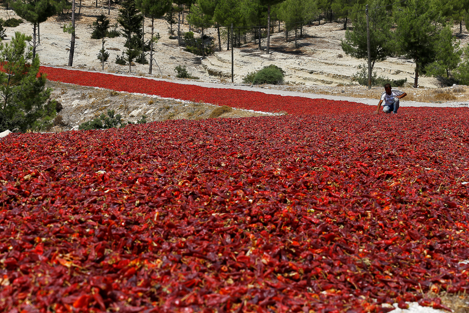 a farmer checks hot peppers laid out on a road to dry under the sun before selling them to factories producing pepper products in kilis province turkey photo reuters