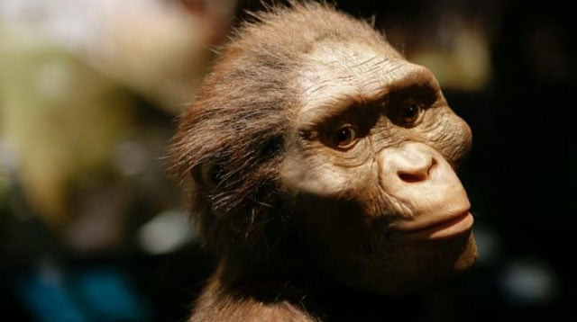 lucy s distal radius undergoes computed tomographic scanning lucy one of the best known ancestors of humans to ever roam the earth may have died after a fall from a tree university of texas researchers said on august 29 2016 photo afp lucy s distal radius undergoes computed tomographic scanning lucy one of the best known ancestors of humans to ever roam the earth may have died after a fall from a tree university of texas researchers said on august 29 2016 photo afp