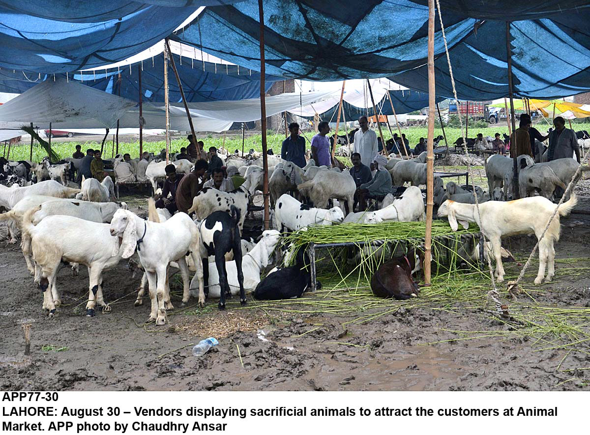 Sale of sacrificial animals banned in RY Khan