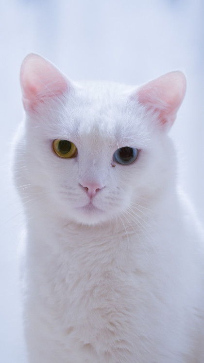 Updated Nov 11, 2024