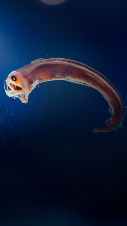 Updated Nov 15, 2024