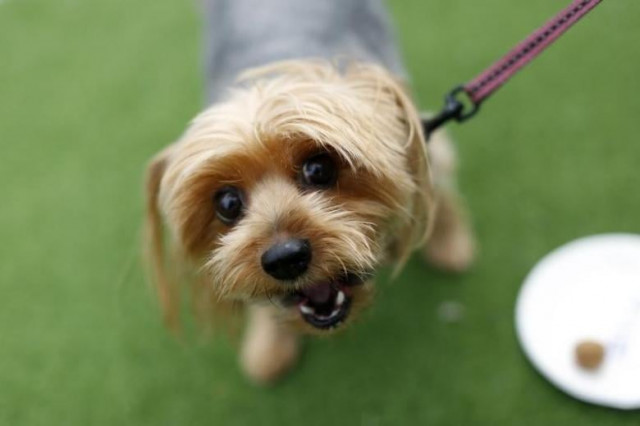 new study finds dogs might understand what you say to them photo reuters new study finds dogs might understand what you say to them photo reuters