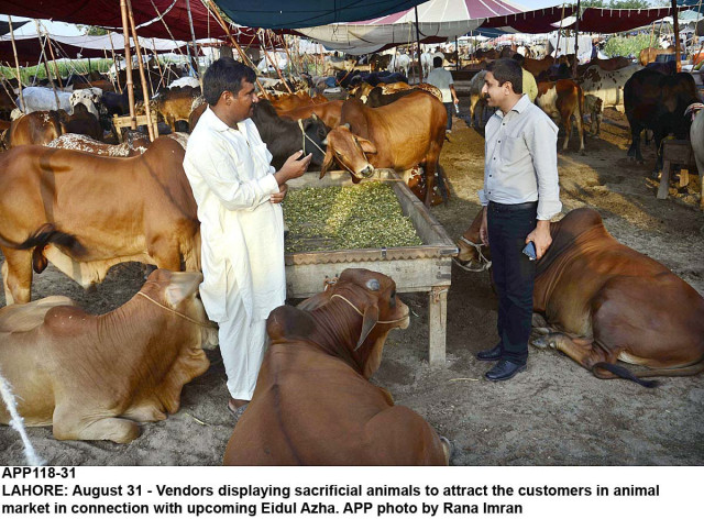 a cdgl spokesman said government had fumigated over 92 000 sacrificial animals at these check posts photo app a cdgl spokesman said government had fumigated over 92 000 sacrificial animals at these check posts photo app